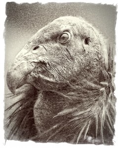 California-Condor-juvenile-male-in-Pinnacles-National-Monument