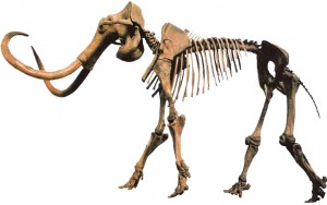 Hebior_Mammoth_Clean