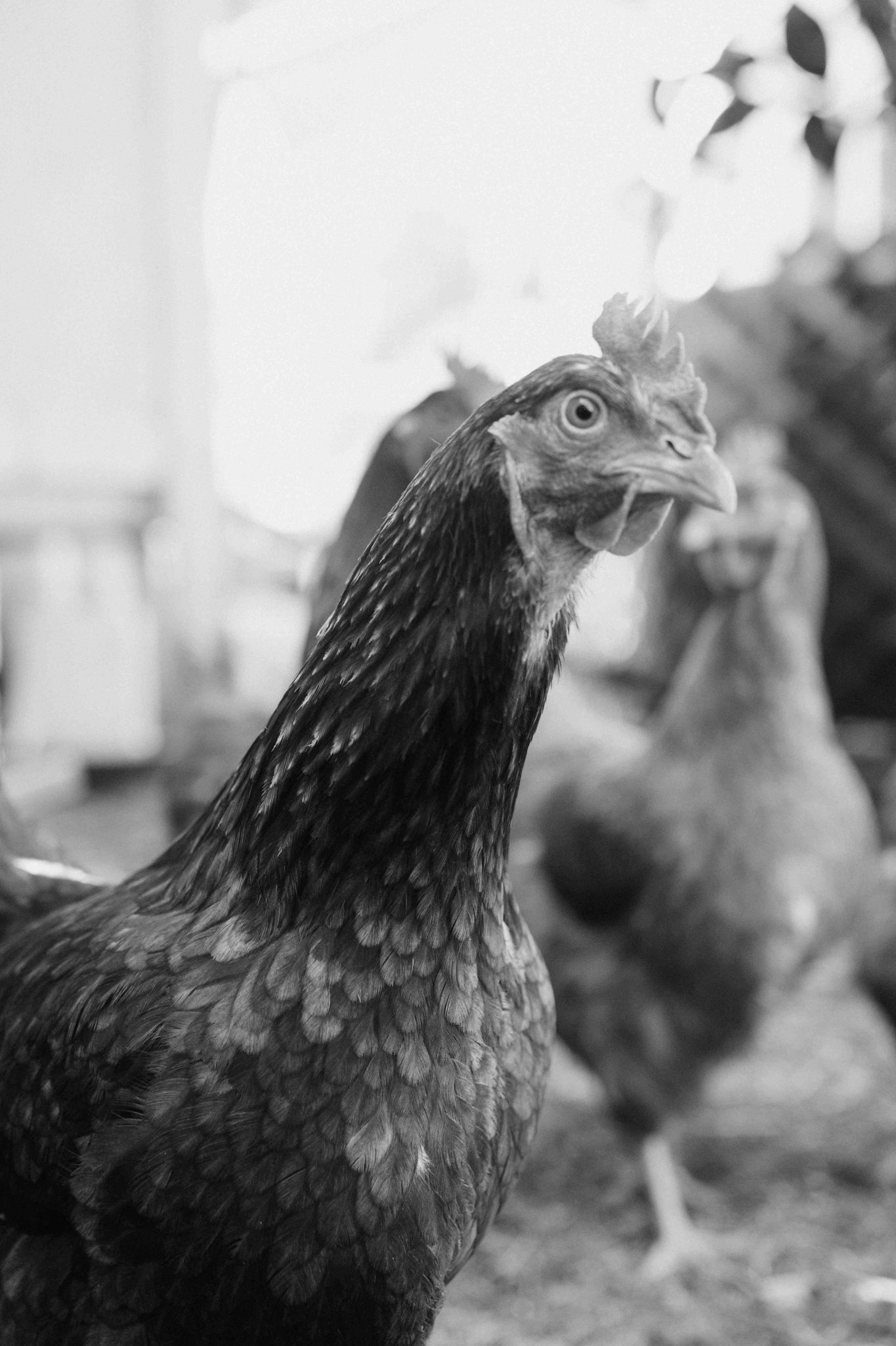 GUN LOCK DOWN BILL IS LAW Oregon Firearms Federation